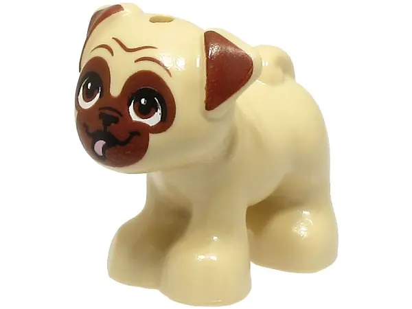 Tan Dog, Friends Style, Pug, Standing with Reddish Brown Muzzle, Ears and Eyes Looking Up and Bright