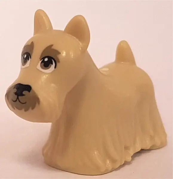 Tan Dog, Terrier Scottish (Scottie) with Dark Tan Eyes, Eyebrows, and Muzzle and Black Nose Pattern
