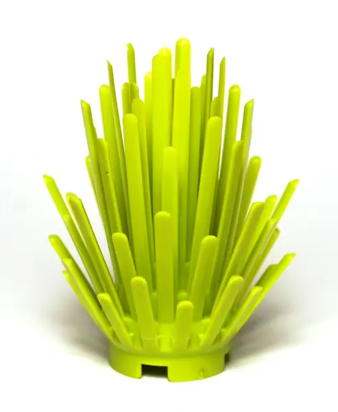 Lime Plant Prickly Bush 2 x 2 x 4