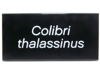 Black Tile 2 x 4 with White 'Colibri thalassinus' Pattern