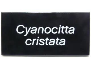 Black Tile 2 x 4 with White 'Cyanocitta cristata' Pattern