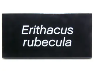 Black Tile 2 x 4 with White 'Erithacus rubecula' Pattern