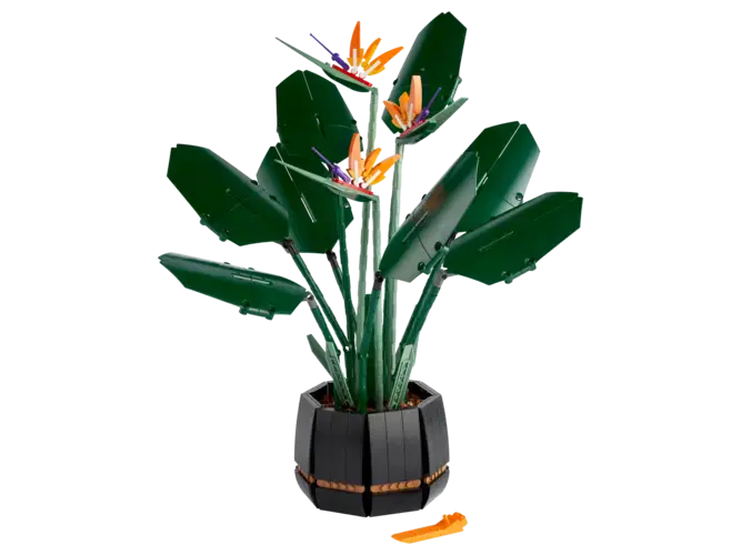 Bird of Paradise 10289