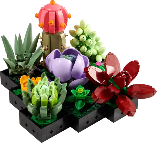 Succulents