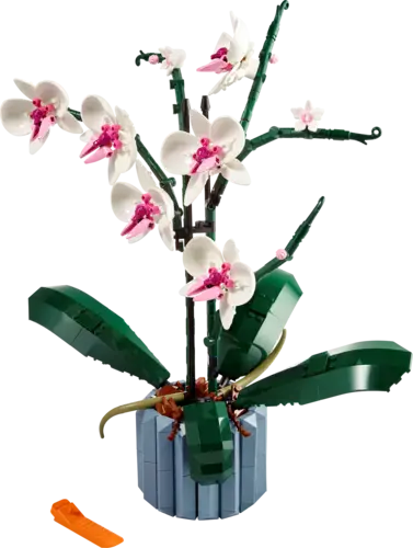 Orchid