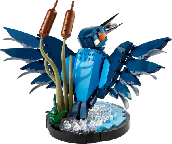 Kingfisher Bird