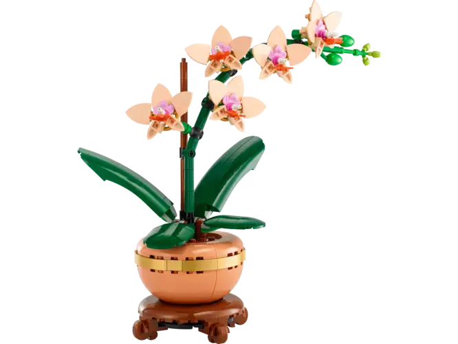Mini Orchid
