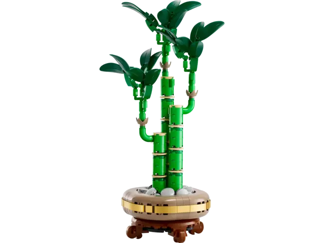 Lucky Bamboo