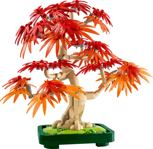 Japanese Red Maple Bonsai Tree