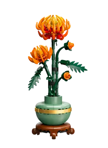 Chrysanthemum