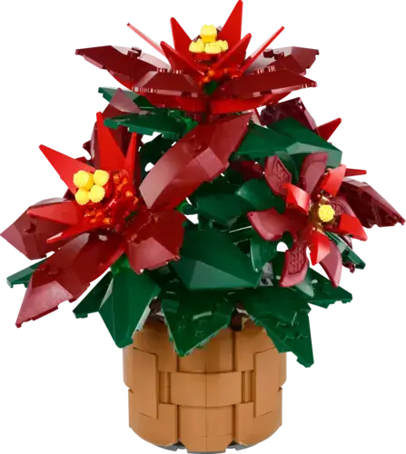 Poinsettia