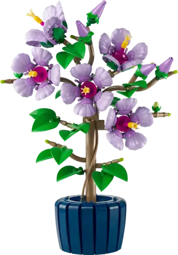 Hibiscus