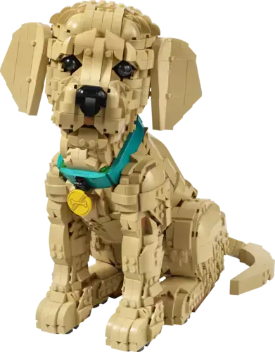 Golden Retriever Puppy