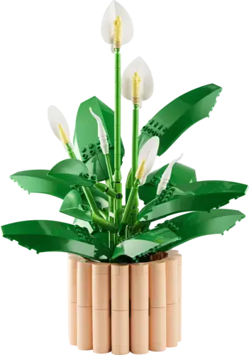 Peace Lily