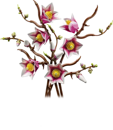 Magnolia Branches