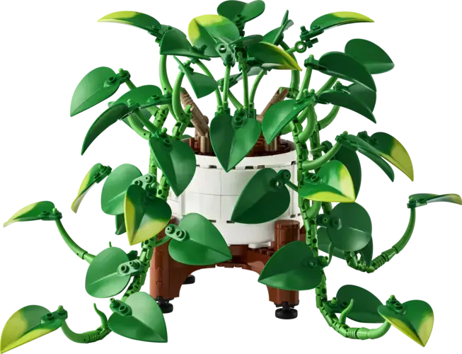 Hanging Golden Pothos
