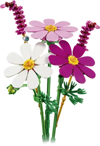 Cosmos Flowers