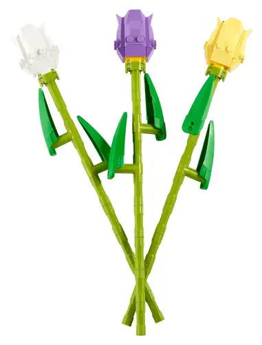 Tulips 40461