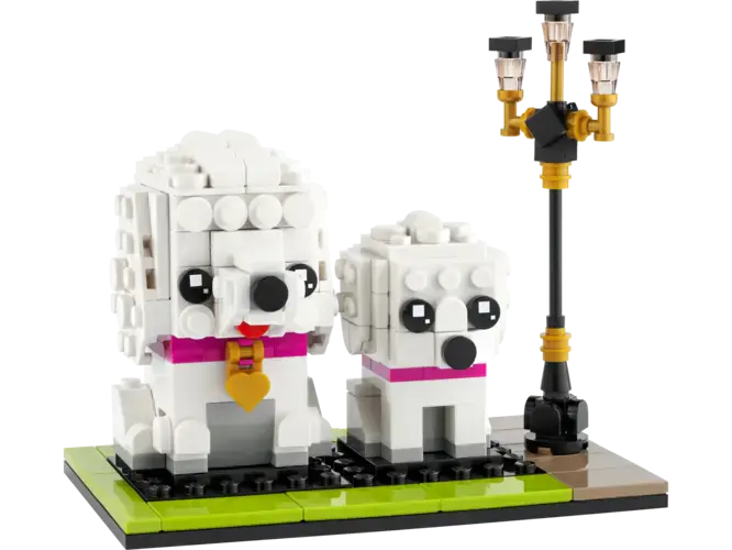 Poodle 40546
