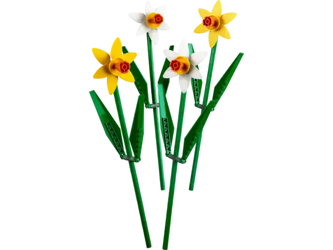 Daffodils 40646