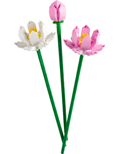 Lotus Flowers