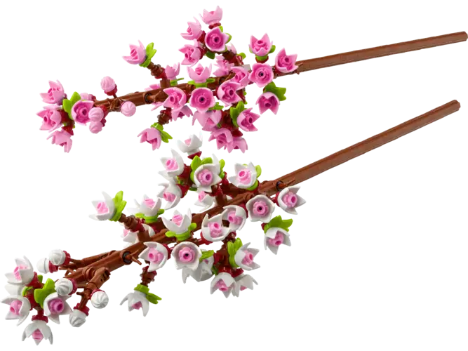 Cherry Blossoms