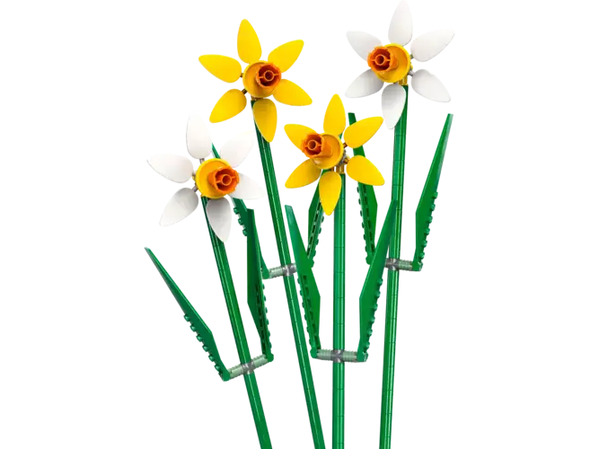 Daffodils