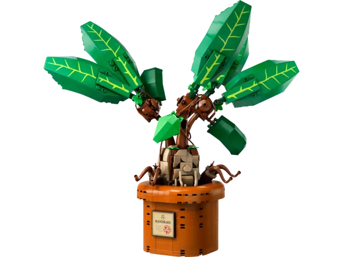 Mandrake